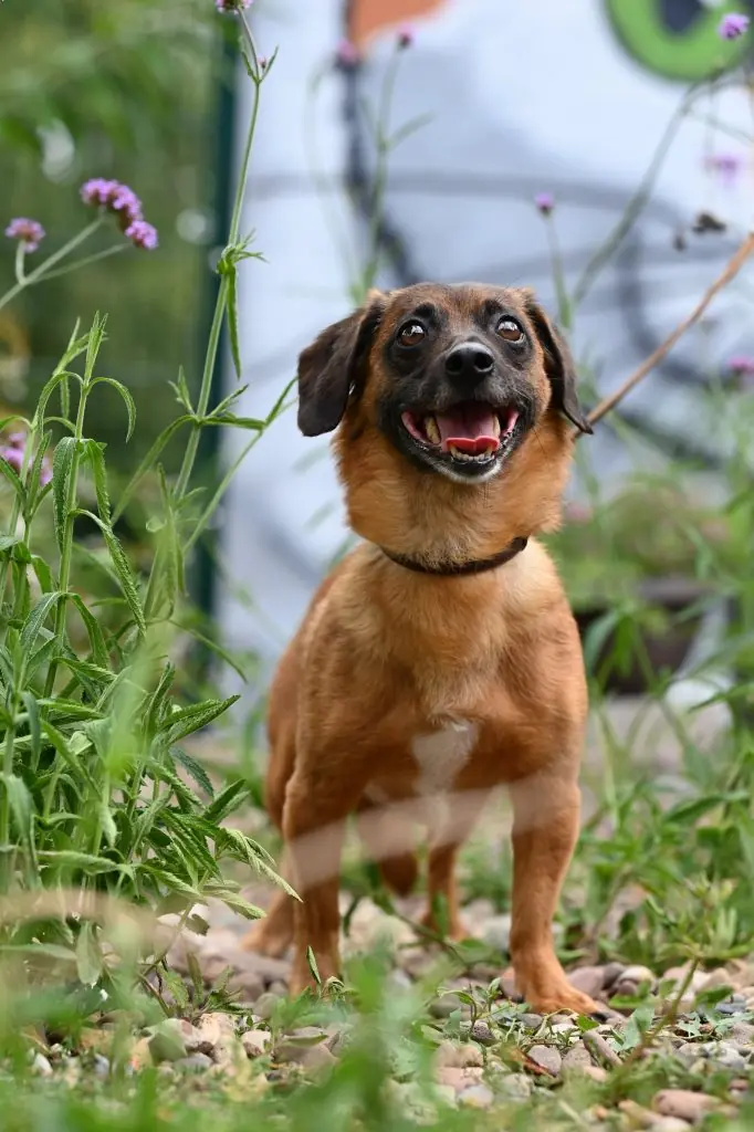 Carmelita - Dackel - Bild 9