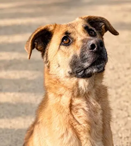 Luna - Deutscher Schäferhund - Bild 5