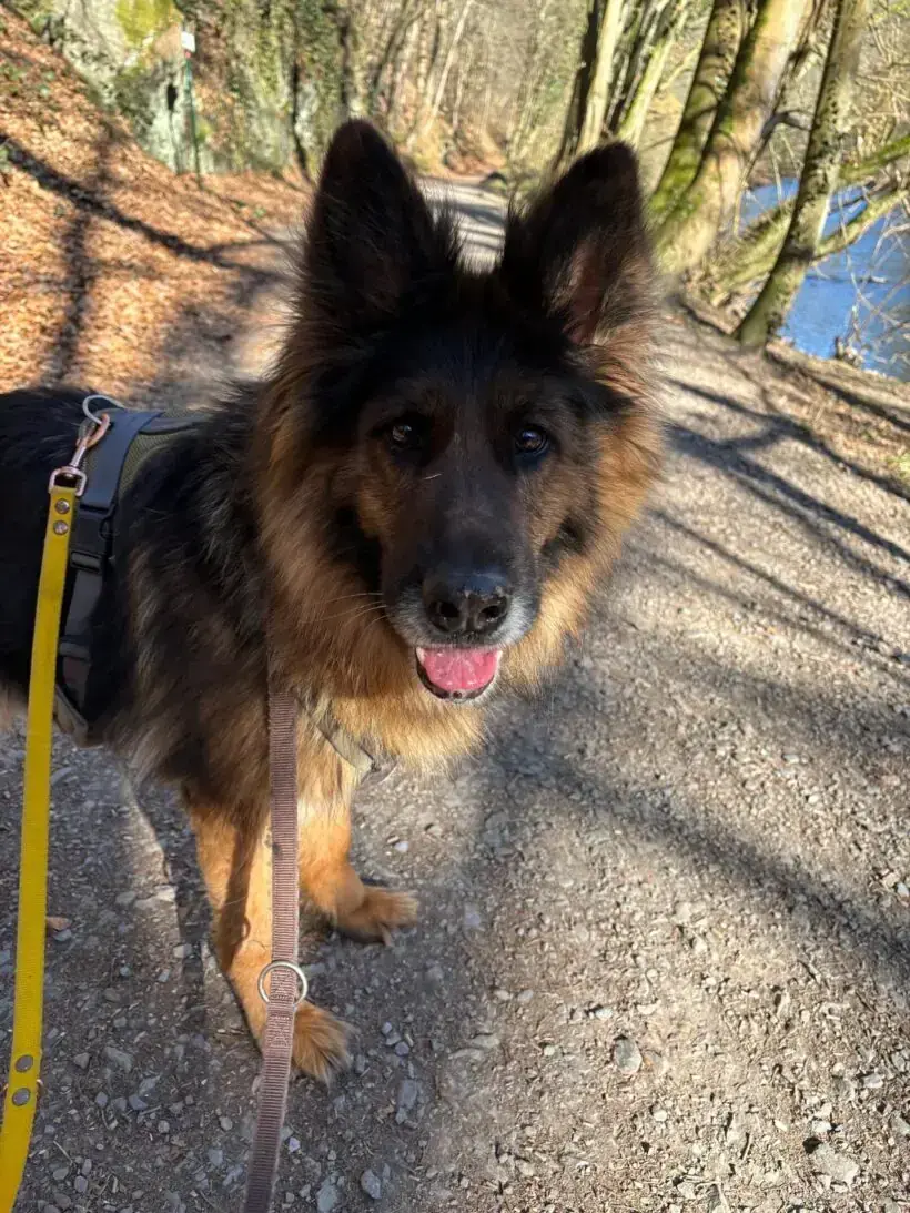 Bonnie - Deutscher Schäferhund - Bild 5