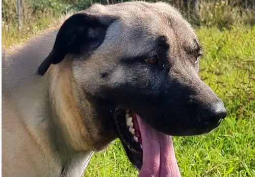 Pascha - Kangal-Hirtenhund - Bild 1