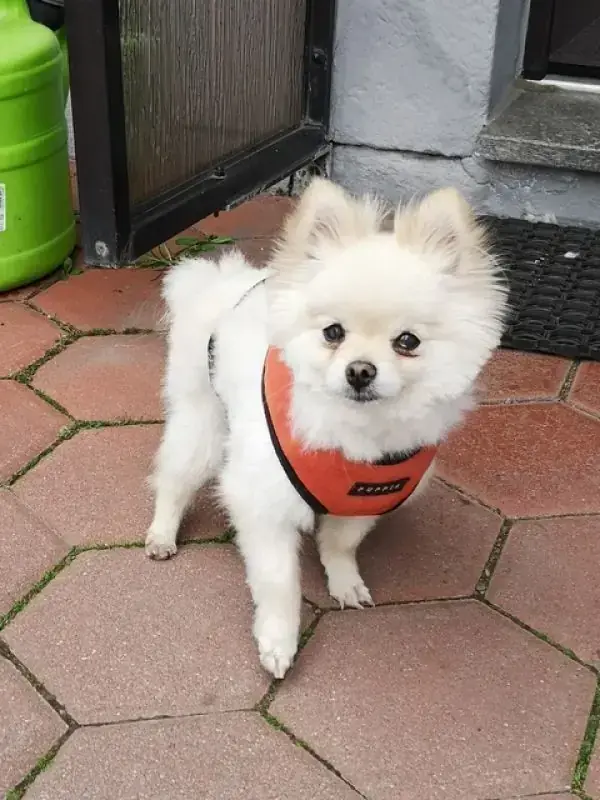 Mausi - Chihuahua - Bild 2