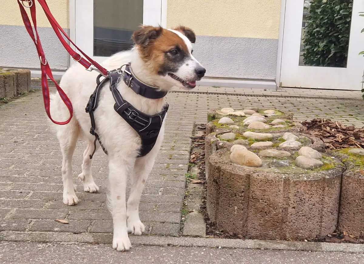Bella -  - Bild 4