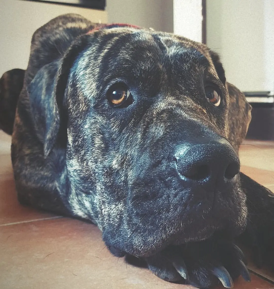 Lila - Dogo Canario - Bild 1