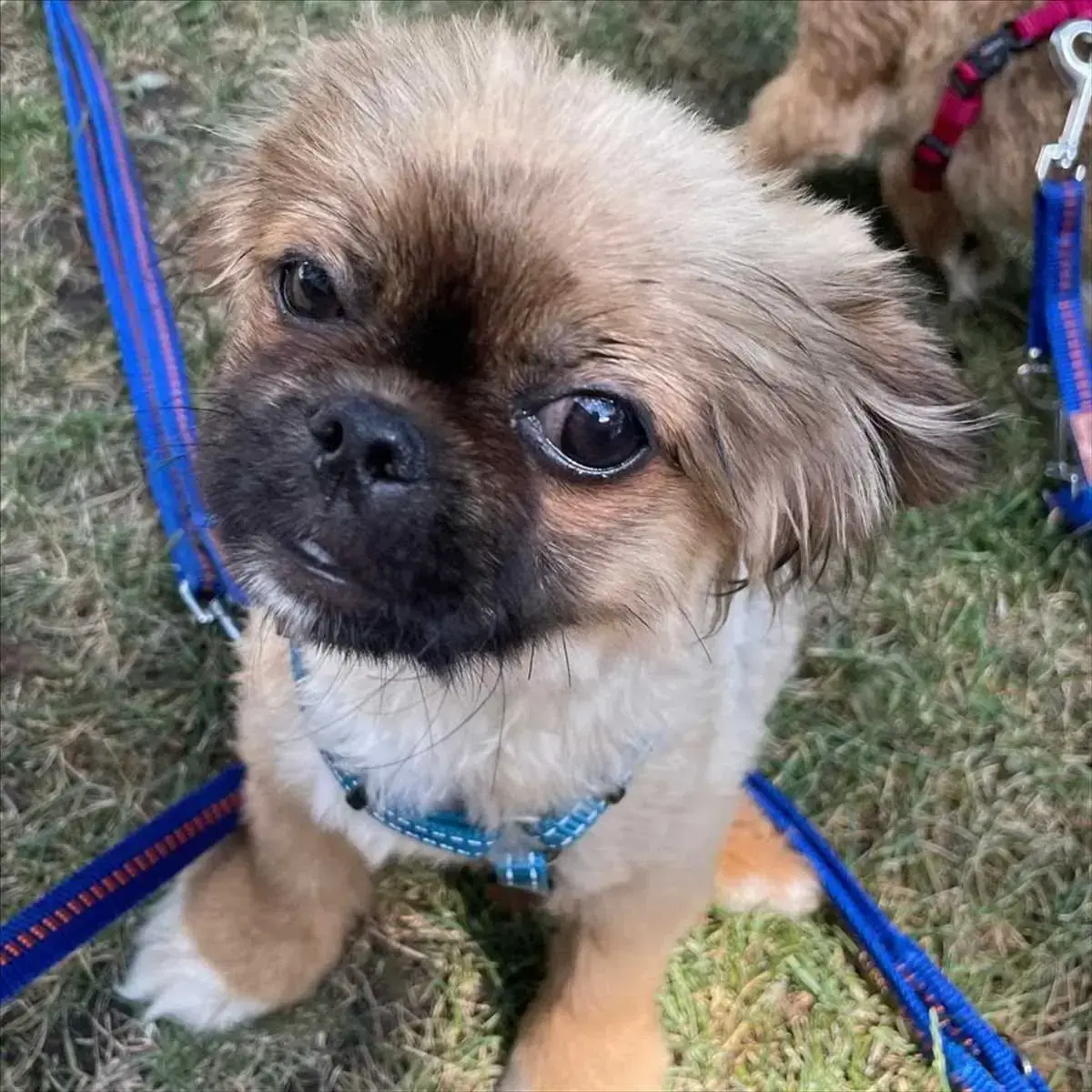 Knete - Pekingese - Bild 3