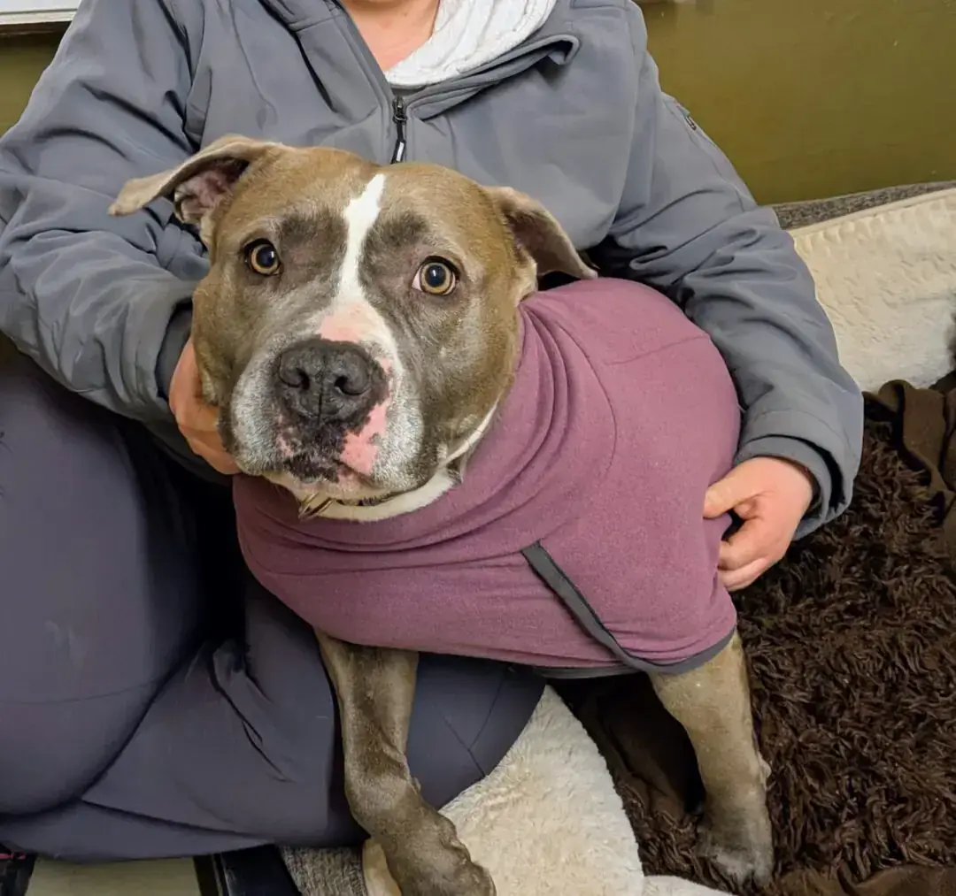 Ami - American Staffordshire Terrier - Bild 4