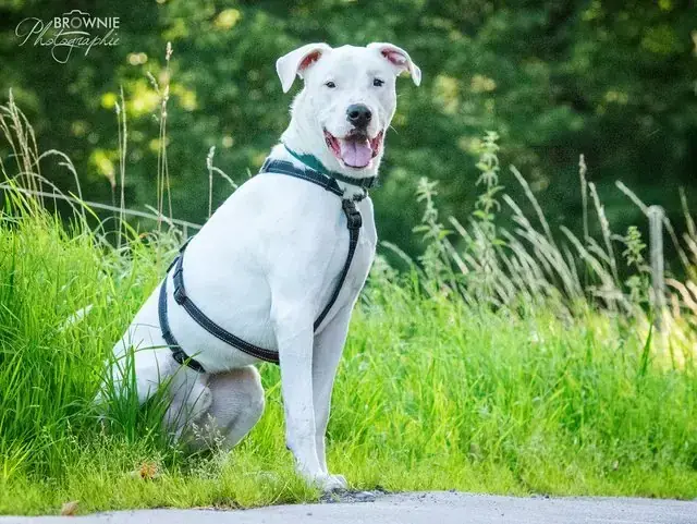 Bones - Dogo Argentino - Bild 7
