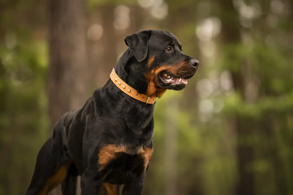 Chapo - Rottweiler - Bild 3