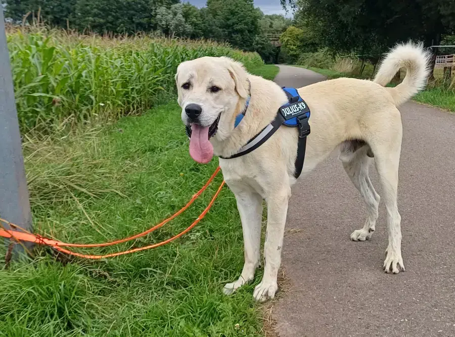 Sero - Kangal-Hirtenhund - Bild 4
