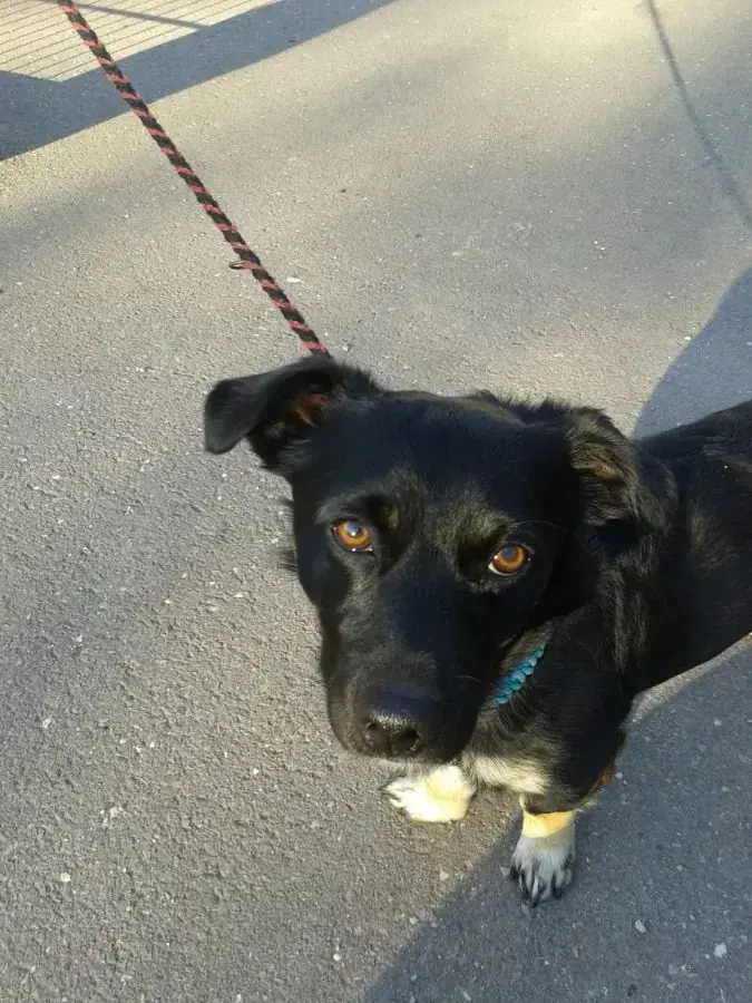 Sammy - Jack Russell Terrier - Bild 3