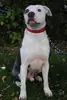 Anton -  - Bild 5