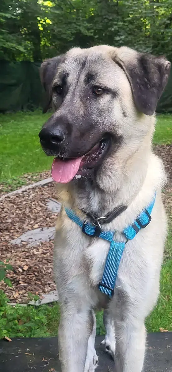 Matilda - Kangal-Hirtenhund - Bild 2