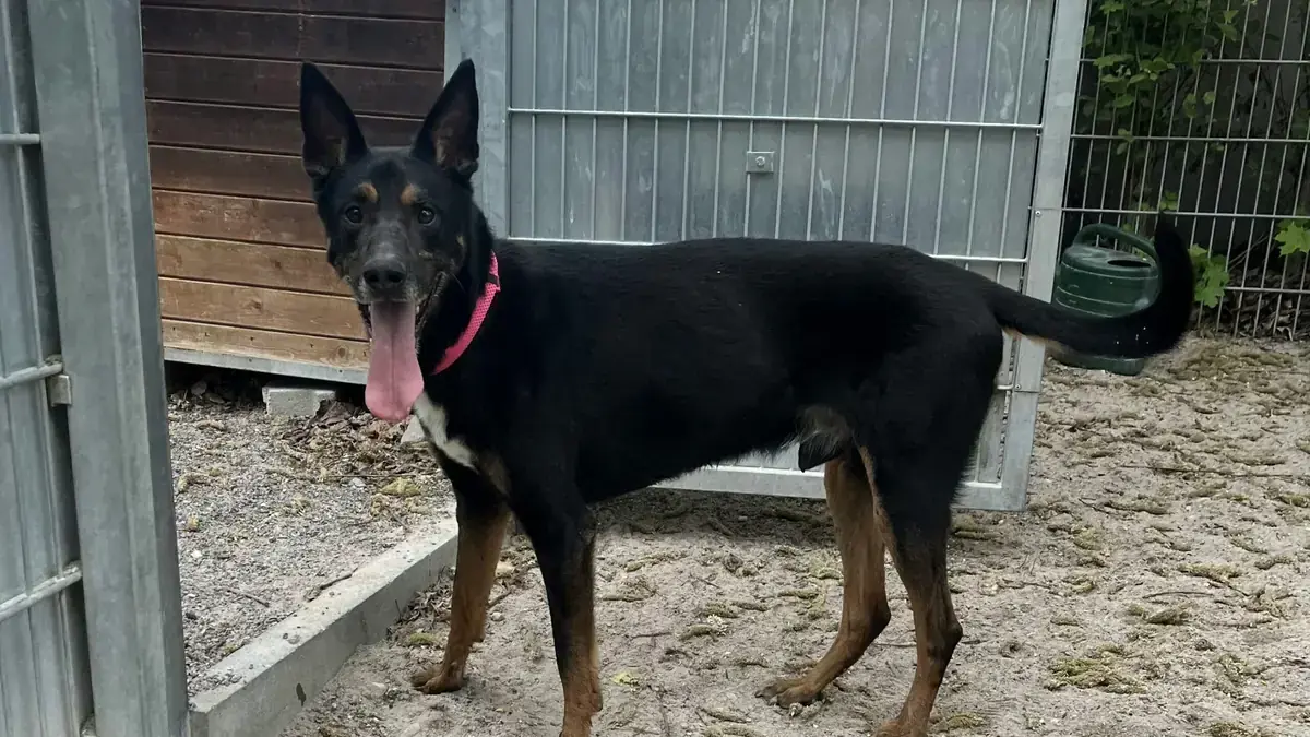 Duke - Dobermann, Deutscher Schäferhund - Bild 1