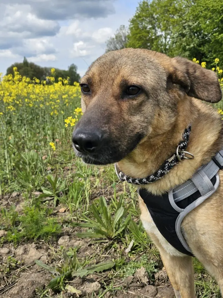 Ares -  - Bild 3