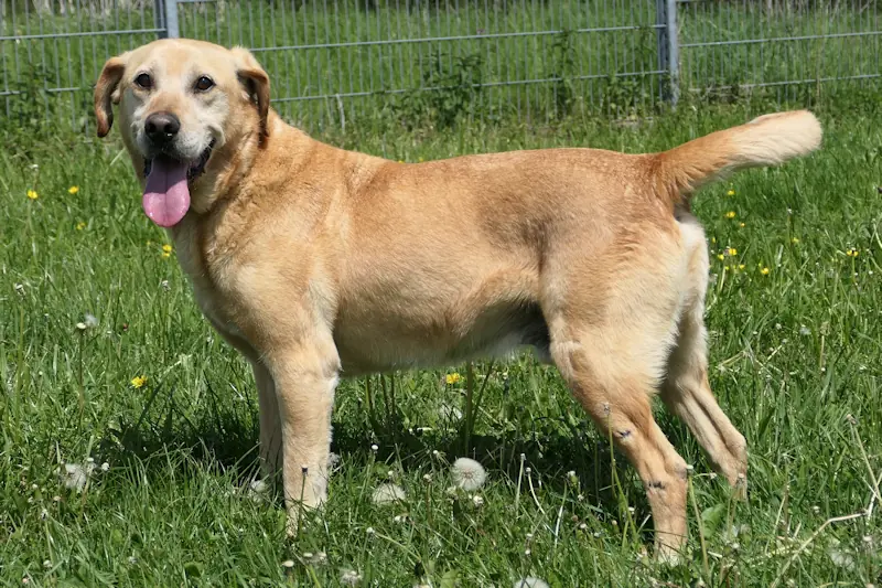 Leo - Labrador Retriever - Bild 3