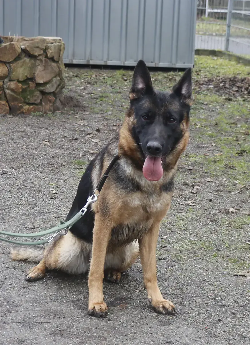 Ida - Deutscher Schäferhund - Bild 6