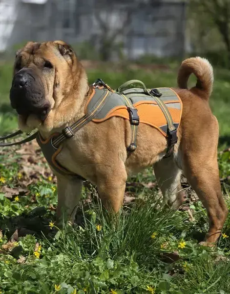 Elisa - Shar-Pei - Bild 2