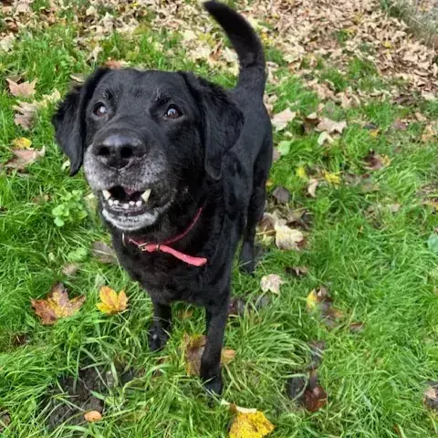 Labrador Retriever Teddy