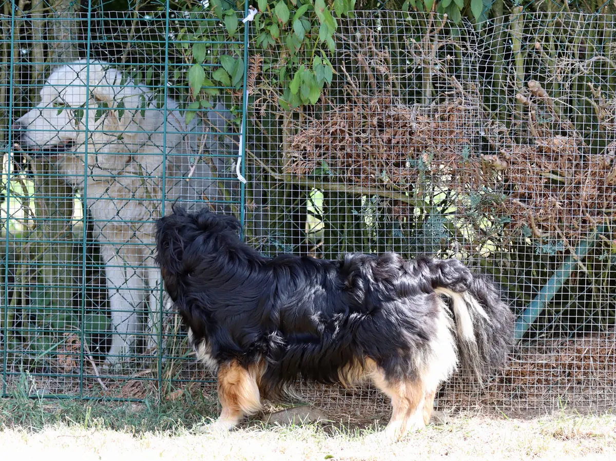 Buddy -  - Bild 9
