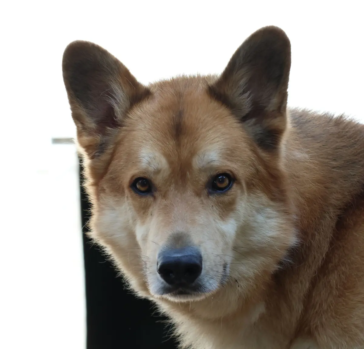 Kenma - Deutscher Schäferhund, Siberian Husky - Bild 2