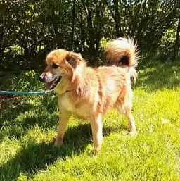 Benji -  - Bild 1