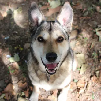 Feli -  - Bild 4
