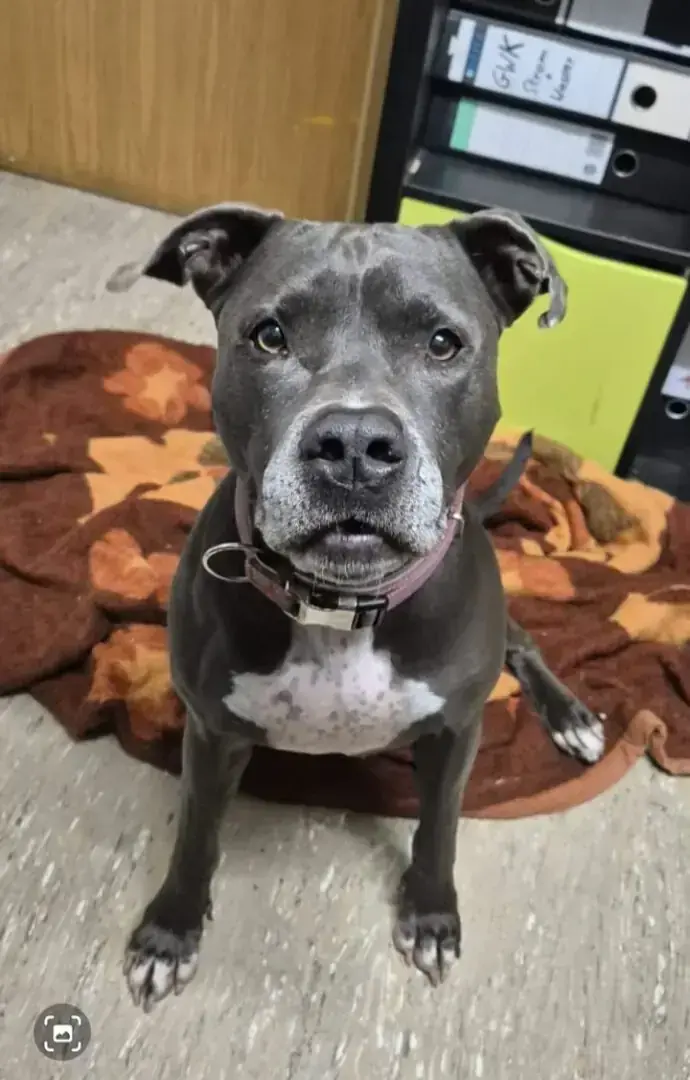 Bonnie - American Staffordshire Terrier - Bild 3