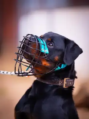 Han Solo – Rottweiler – Bild 4