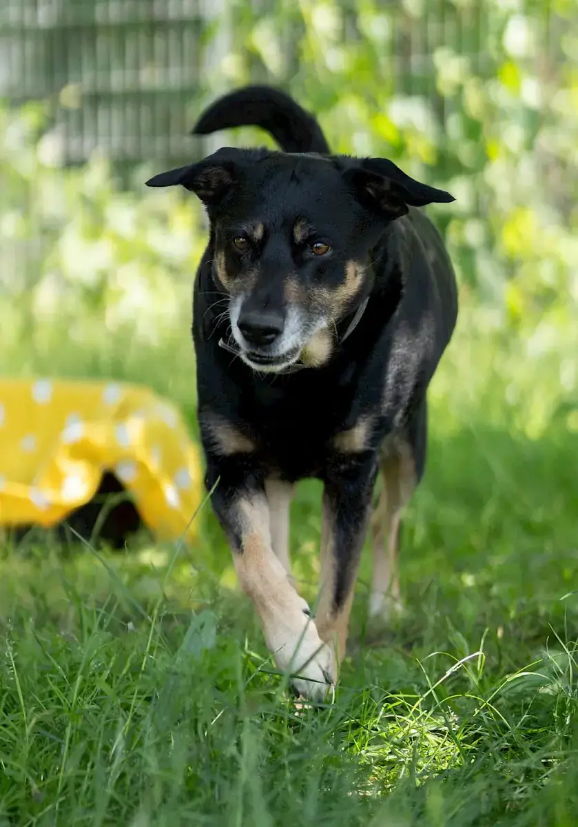 Shila -  - Bild 7