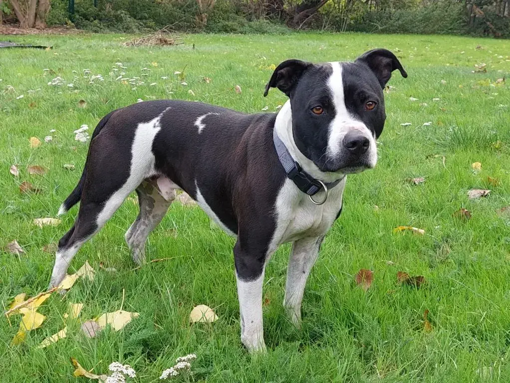 Dom - American Staffordshire Terrier - Bild 1