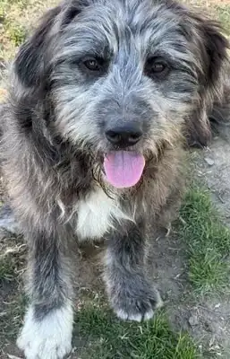 Bailey – Ciobănesc Românesc Mioritic – Bild 9