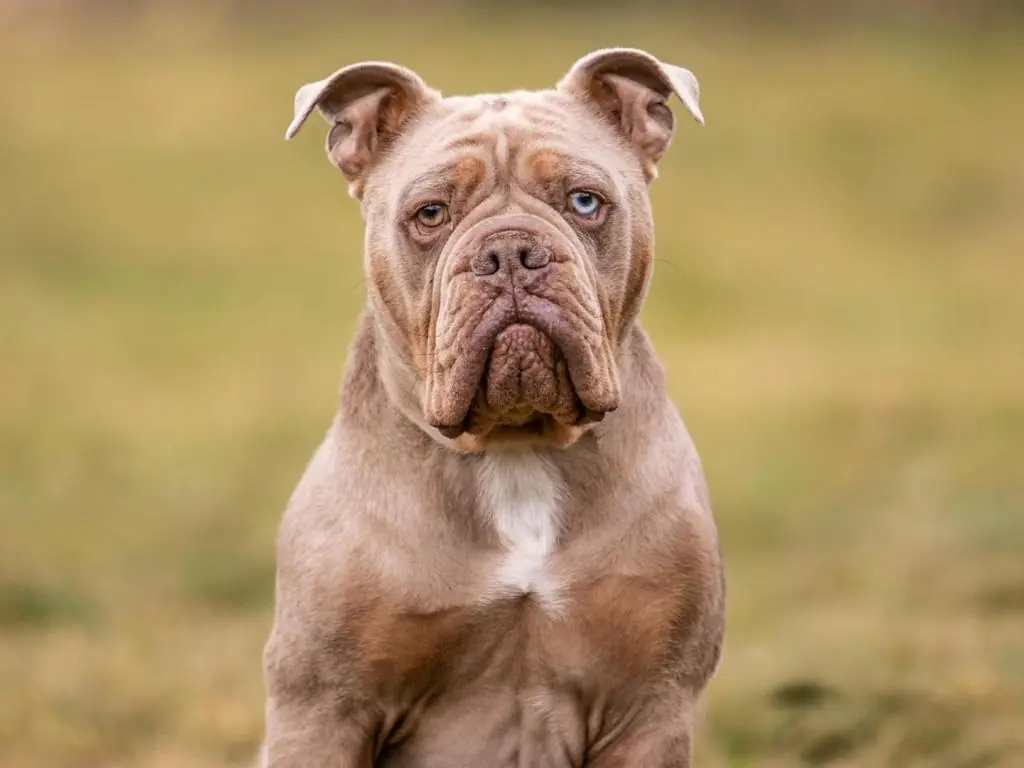 Aramis - Englische Bulldogge - Bild 1