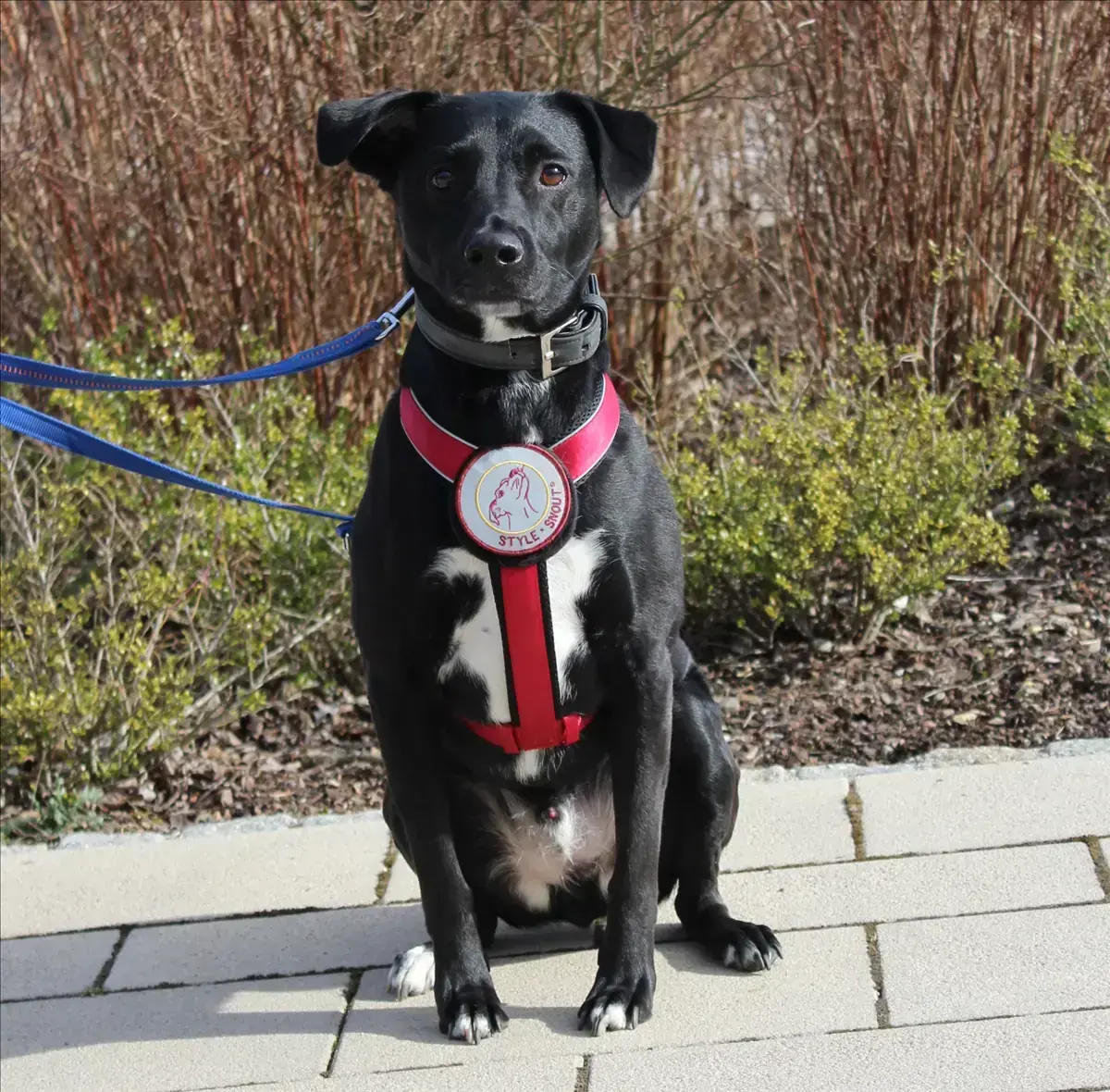 Labrador Retriever-Mix Ashton
