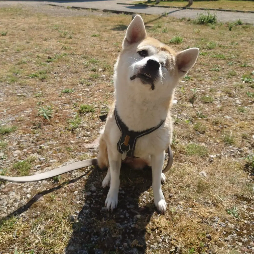 Shiva - Shiba - Bild 1