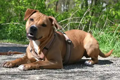 Stella – Staffordshire Bullterrier – Bild 2