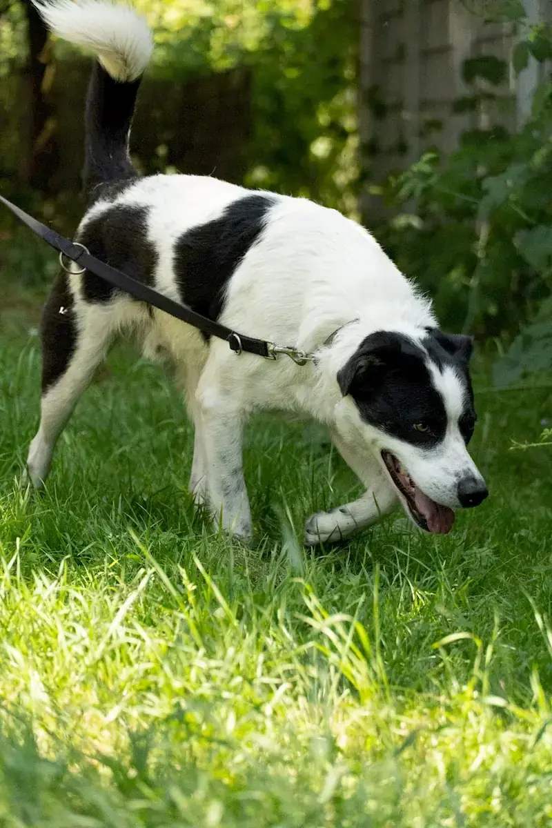 Charly -  - Bild 12