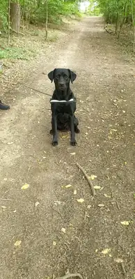 Spike – Labrador Retriever – Bild 3