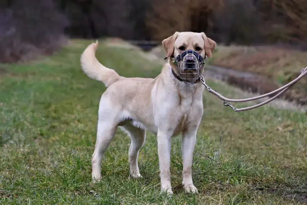 Murphy - Labrador Retriever - Bild 1