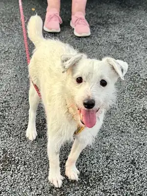 Max – Hund – Bild 7