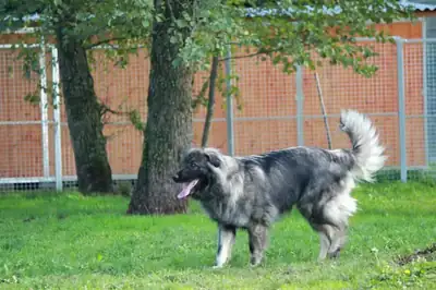 Rocky – Šarplaninac – Bild 3