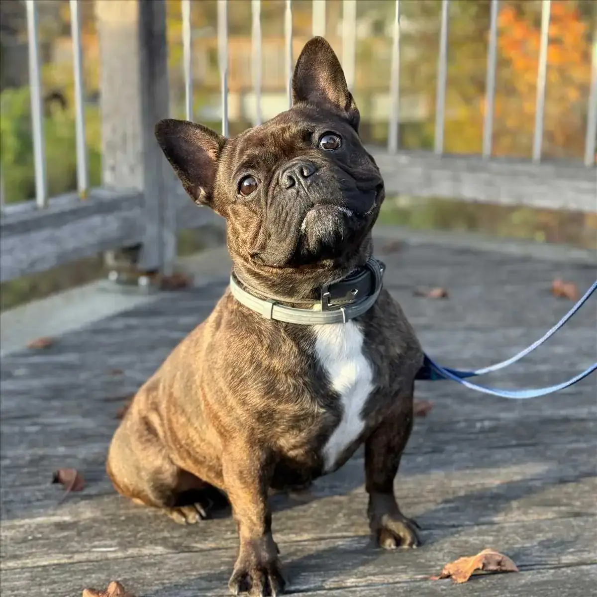 Französische Bulldogge SMOKY