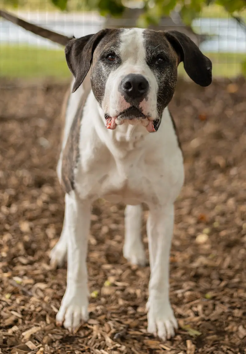 Mirabell - Labrador Retriever - Bild 2