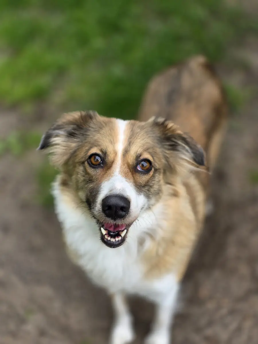 Charly -  - Bild 3