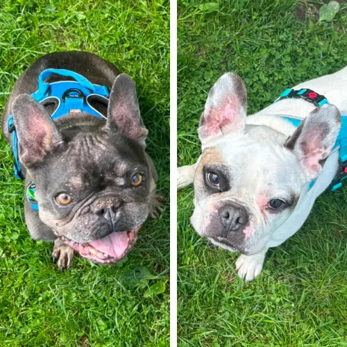 Fritz und Buddy -  - Bild 1