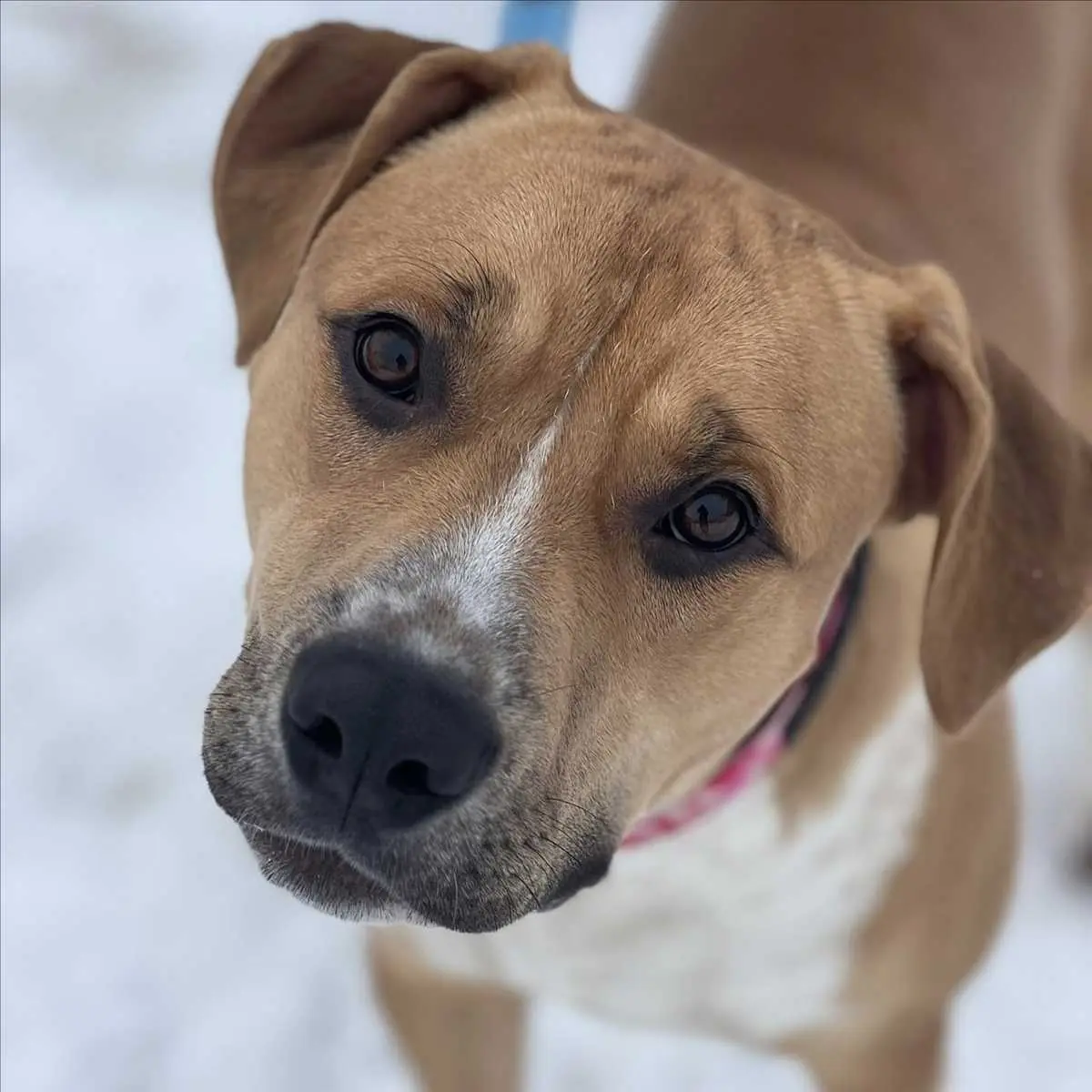 KYPT - American Staffordshire Terrier - Bild 2