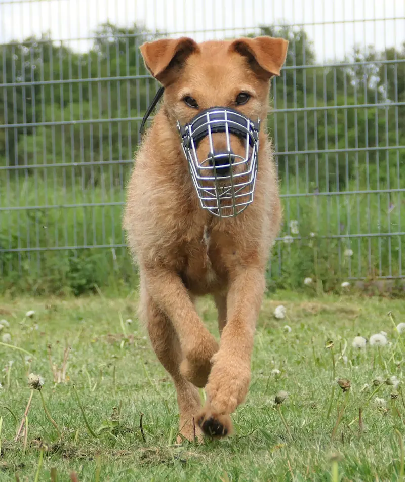 Boris - Irish Terrier - Bild 3