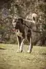 Ates – Kangal-Hirtenhund – Bild 5