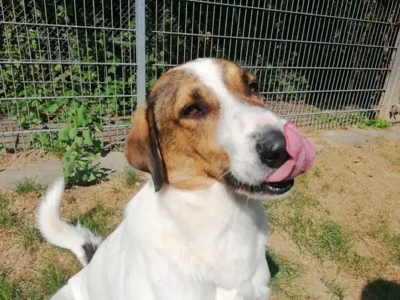 Jack -  - Bild 1