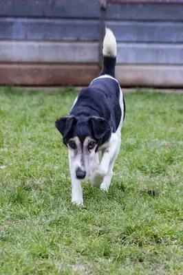 Idefix – Mischling – Bild 3