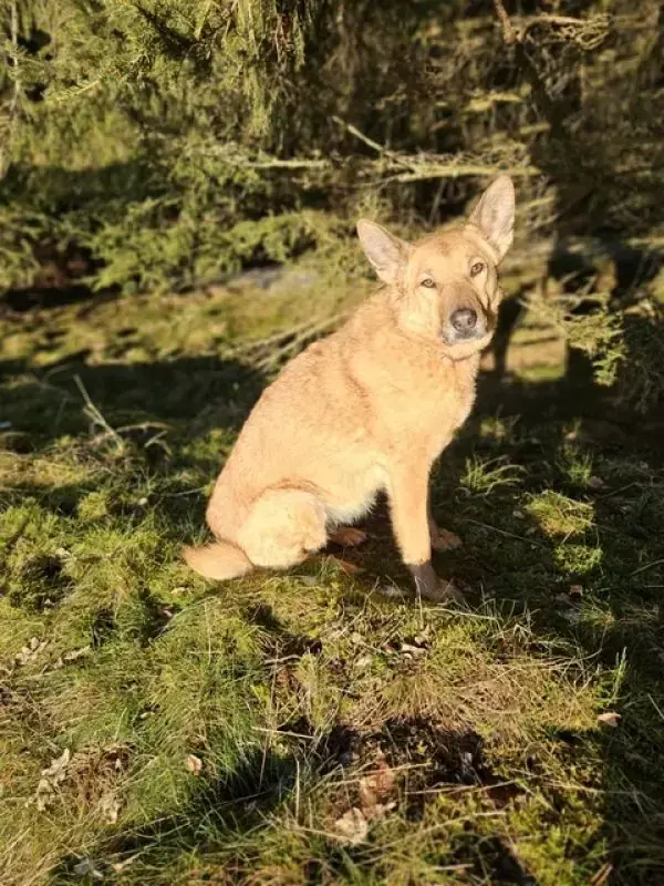 Zira -  - Bild 20