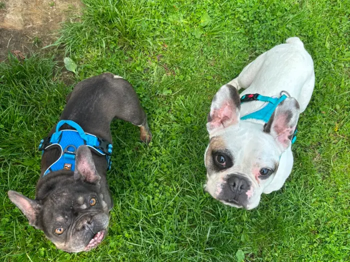 Fritz und Buddy -  - Bild 4